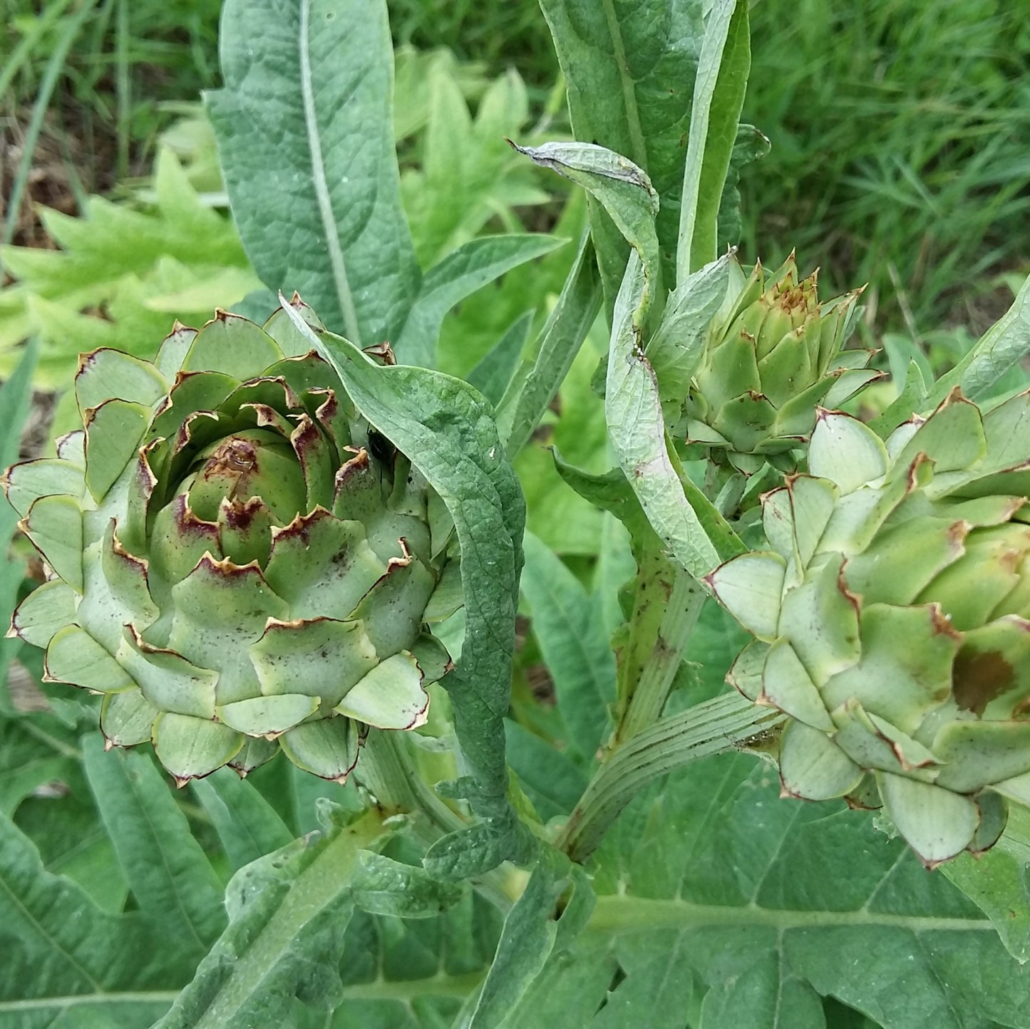 Artichaut Imperial Star