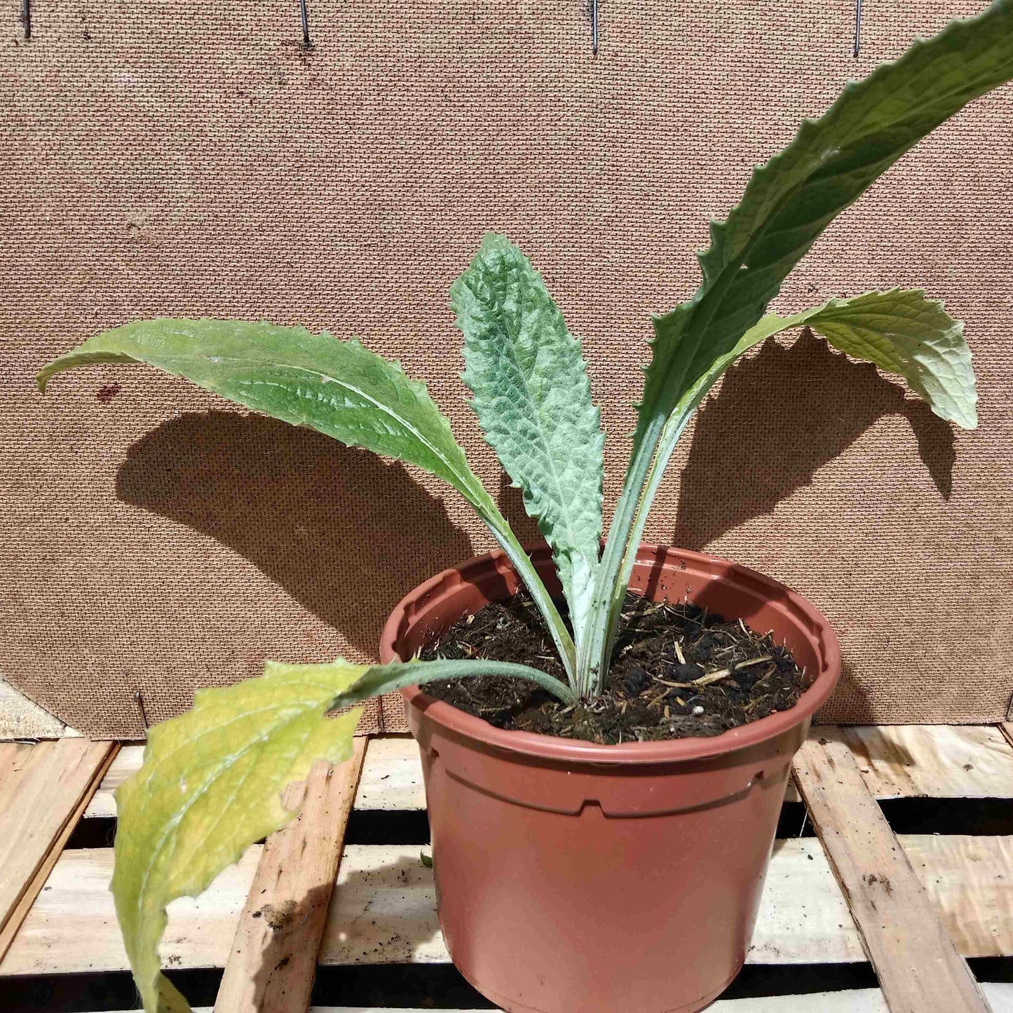 Artichaut Imperial Star