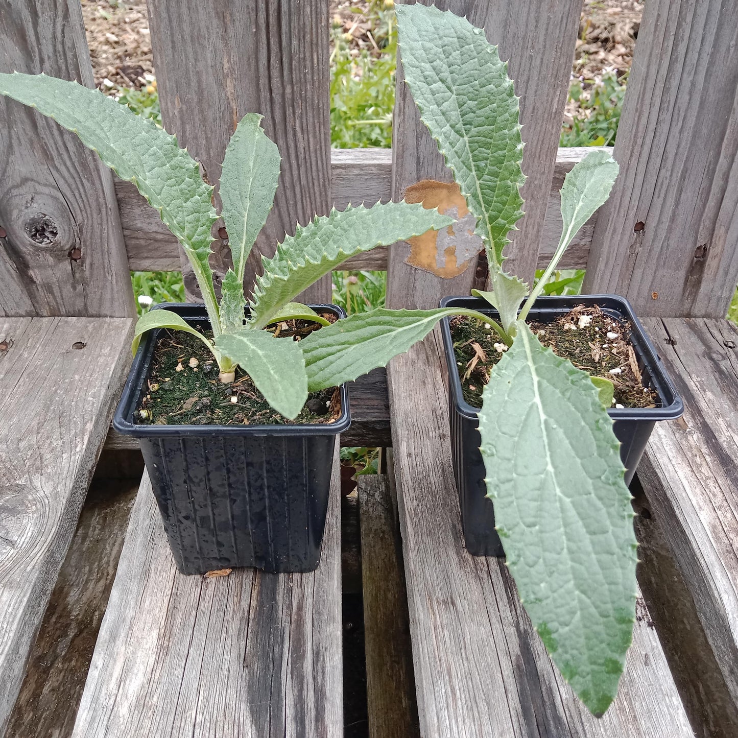 Artichaut Imperial Star