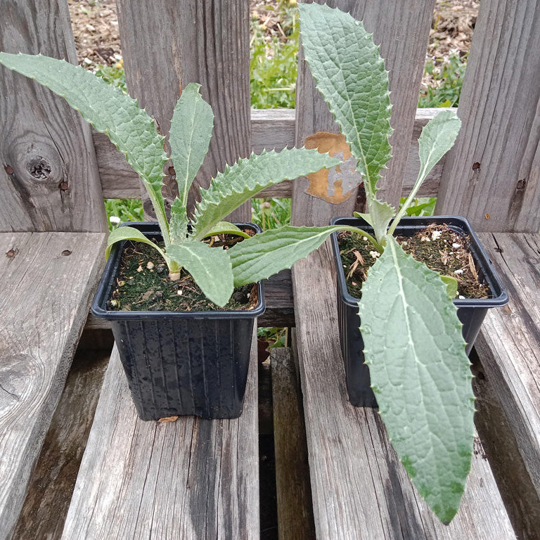 Artichaut Imperial Star