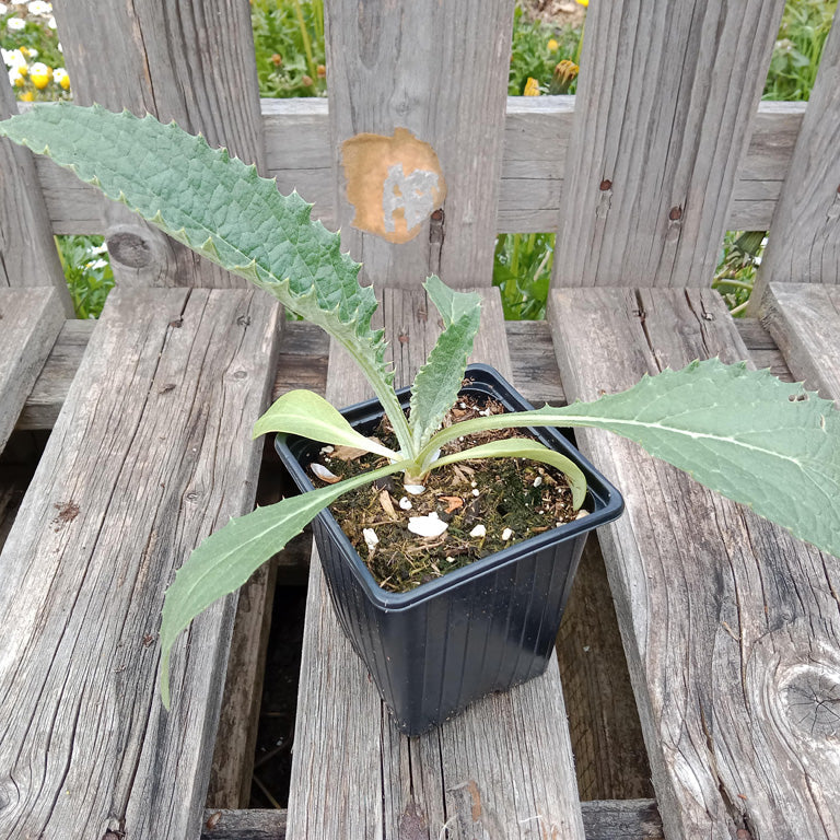 Artichaut Imperial Star