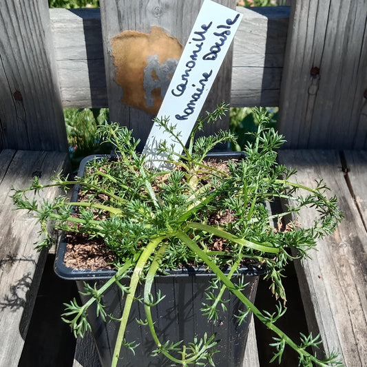 Camomille romaine à fleurs doubles