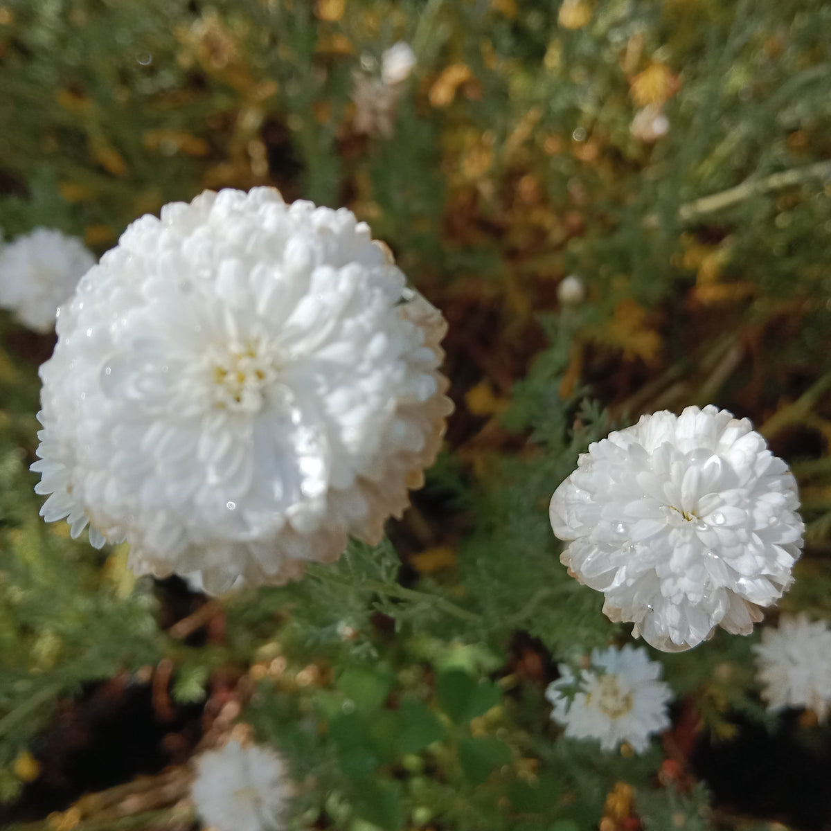 Camomille romaine à fleurs doubles