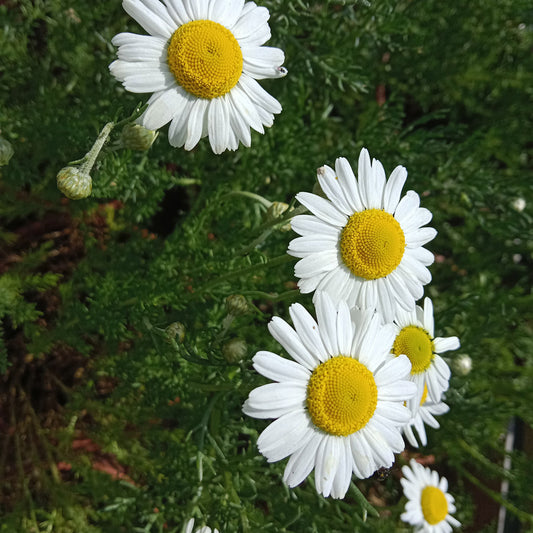 Camomille romaine à fleurs simples