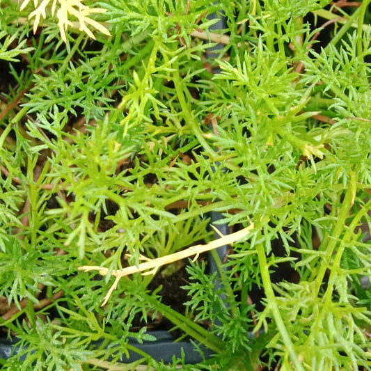 Camomille romaine à fleurs doubles
