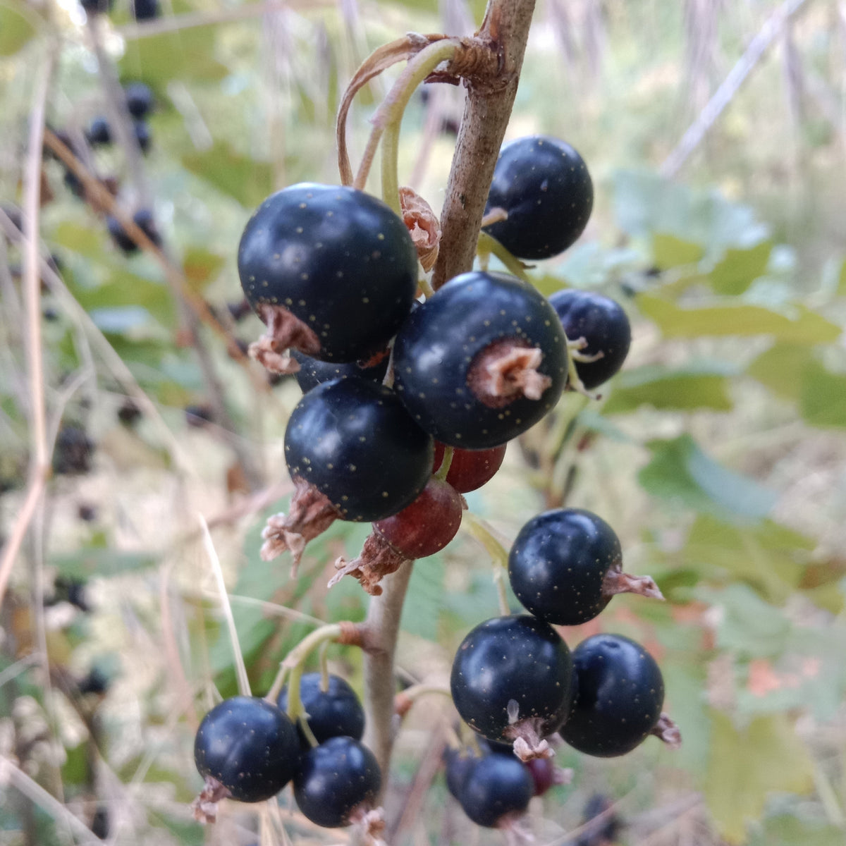 Cassis