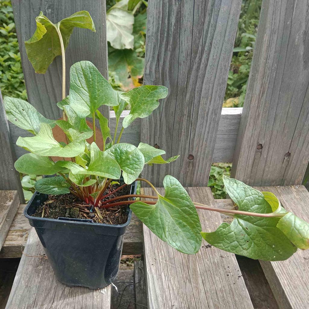 Lot légumes 'épinards'