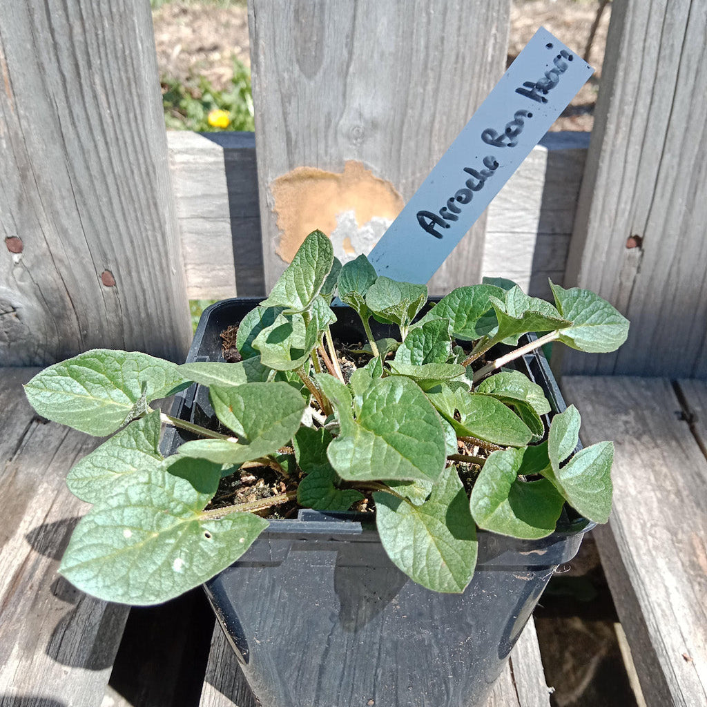 Chénopode Bon Henri