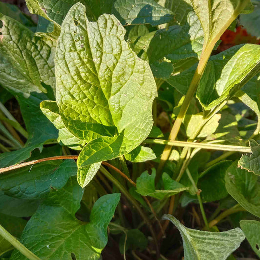 Chénopode Bon Henri