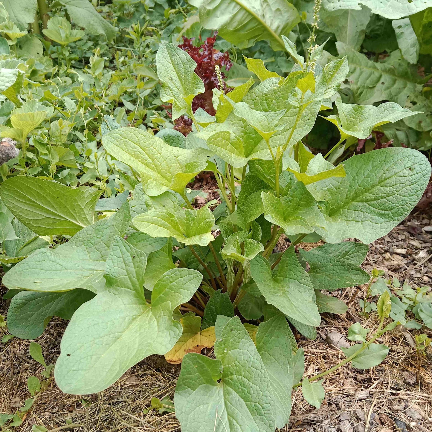 Chénopode Bon Henri