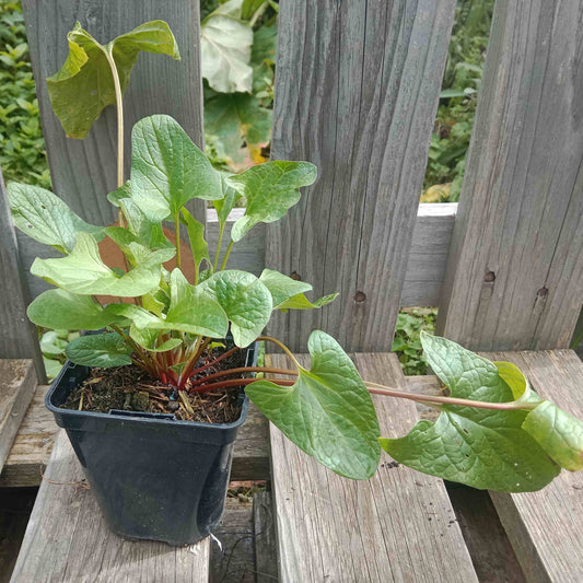 Chénopode Bon Henri