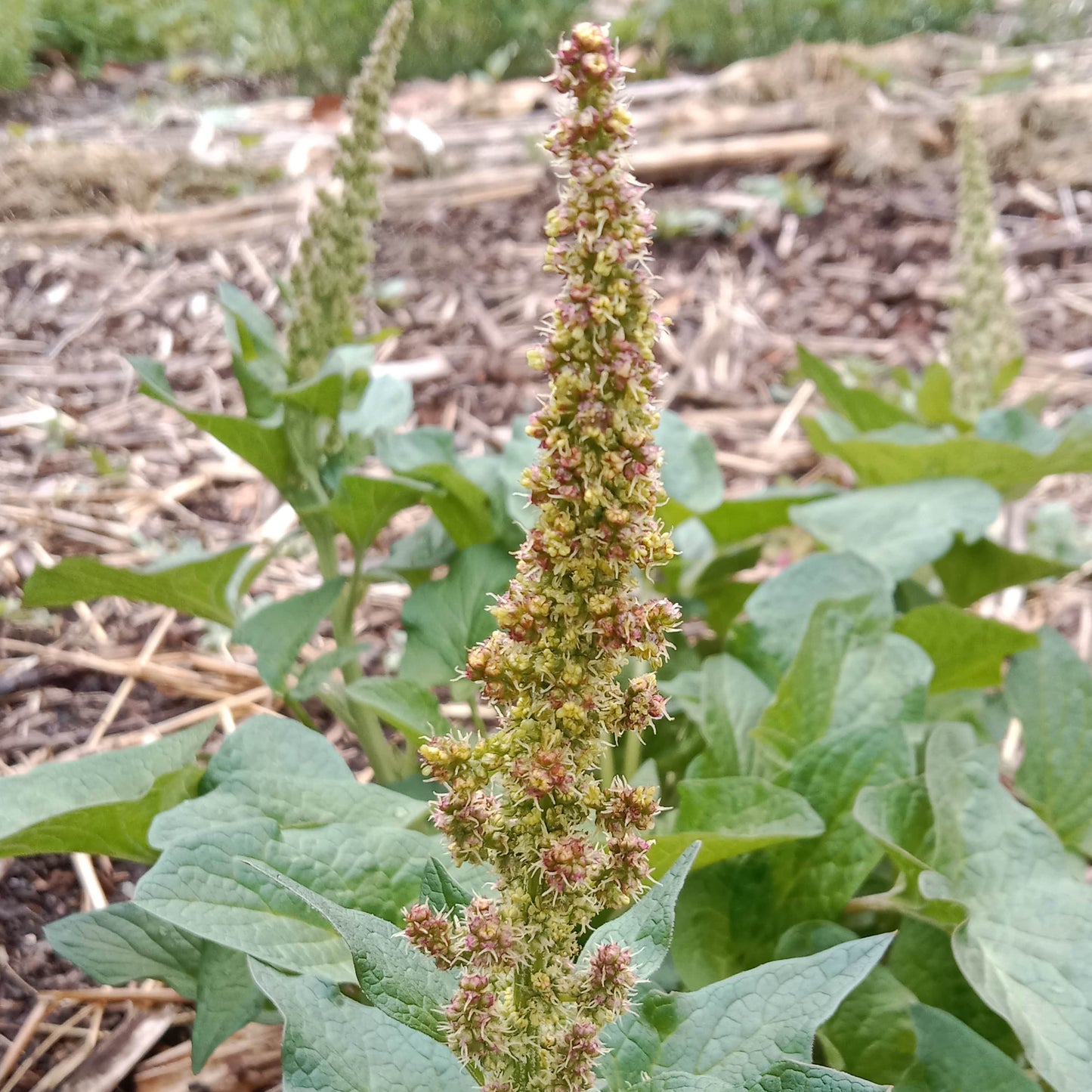 Chénopode Bon Henri