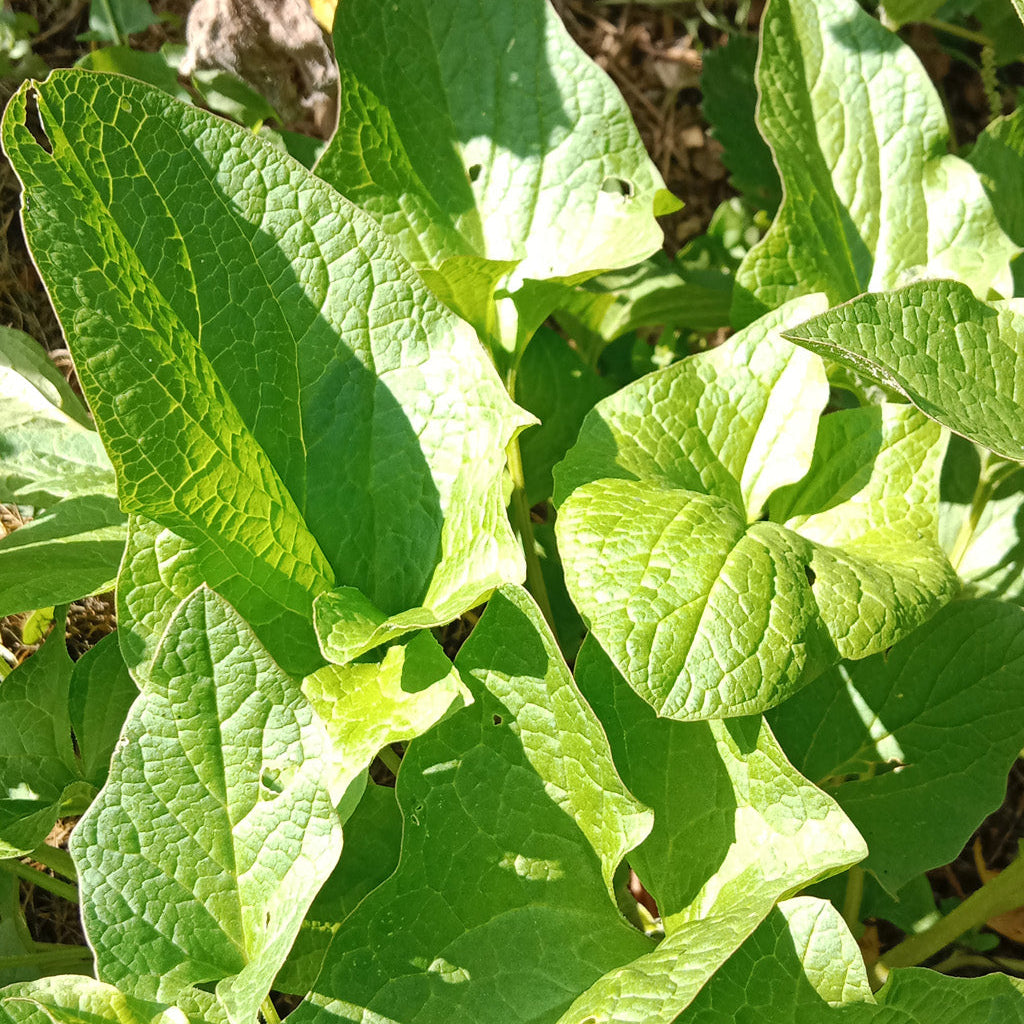 Chénopode Bon Henri