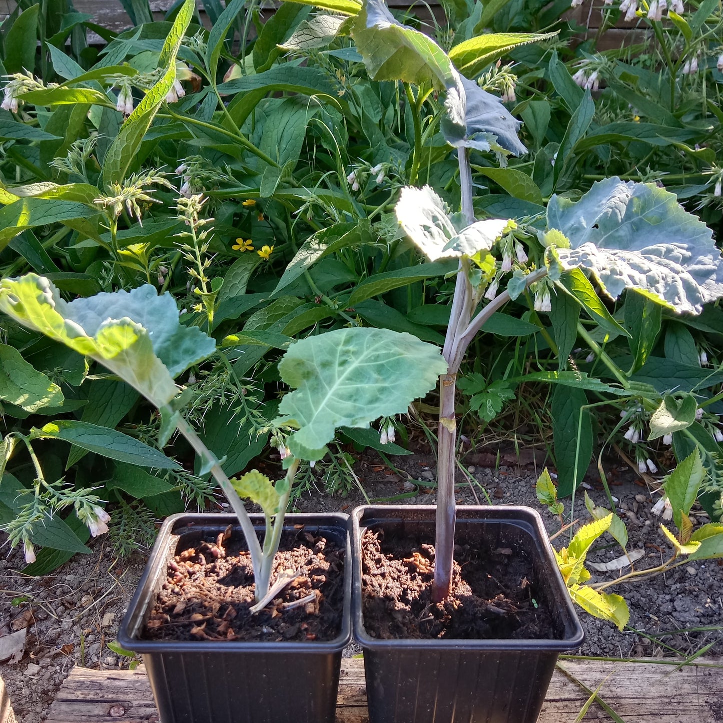 Chou purple tree collard