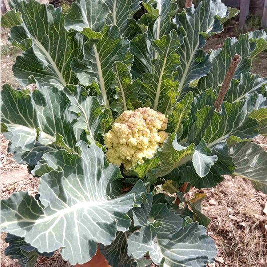 Chou brocoli Nine star