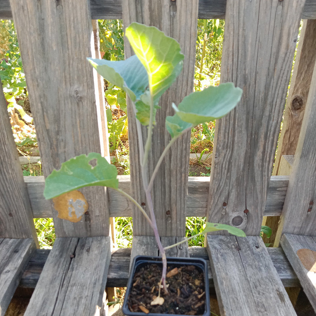 Chou purple tree collard