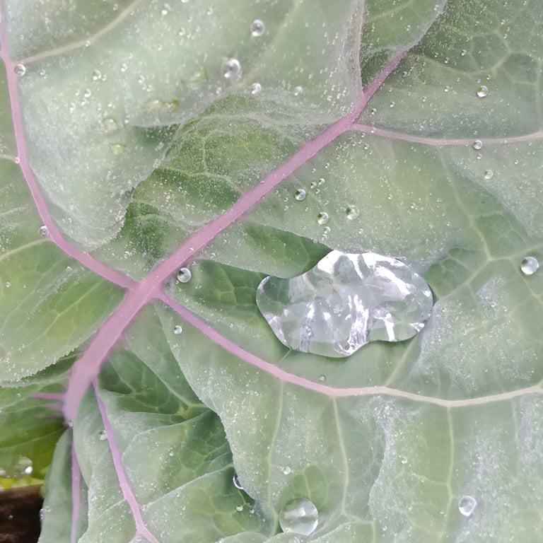 Chou purple tree collard