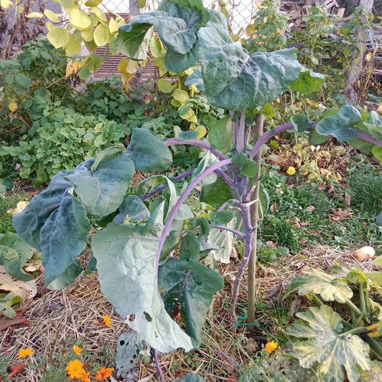 Chou purple tree collard