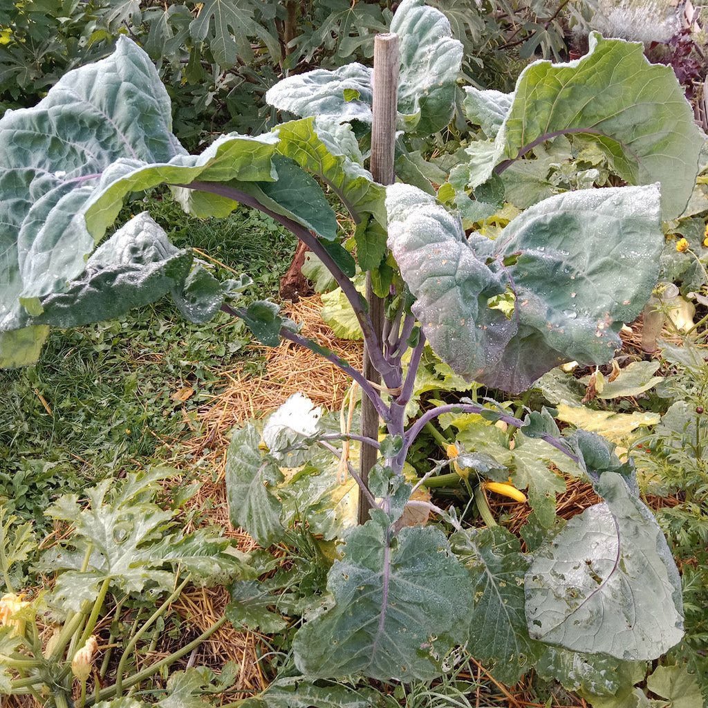 Chou purple tree collard