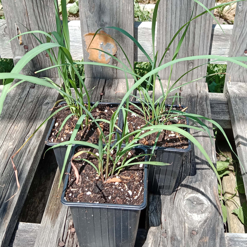 Citronnelle de Madagascar - Lemongrass