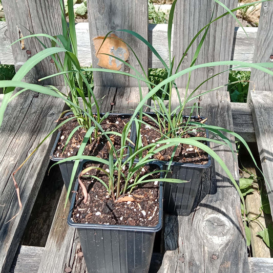 Citronnelle de Madagascar - Lemongrass