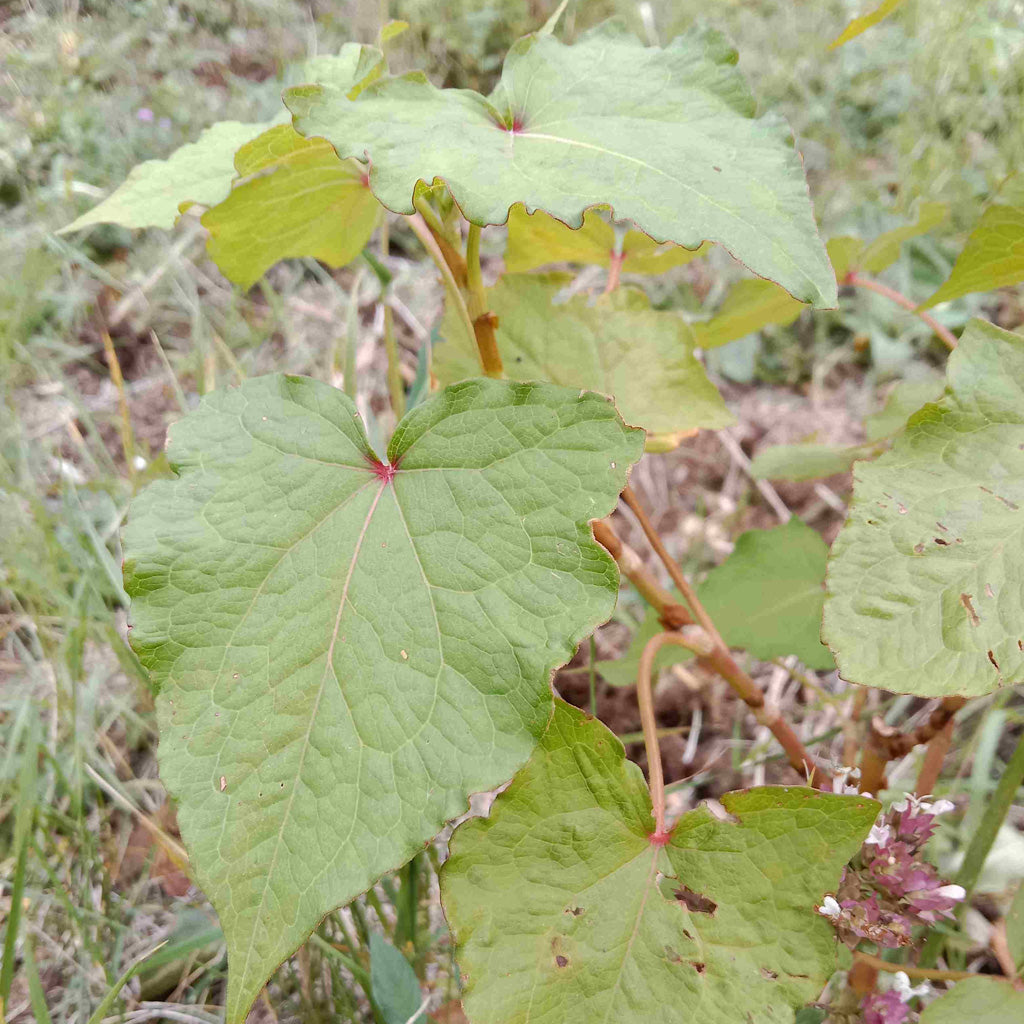 Lot légumes 'épinards'