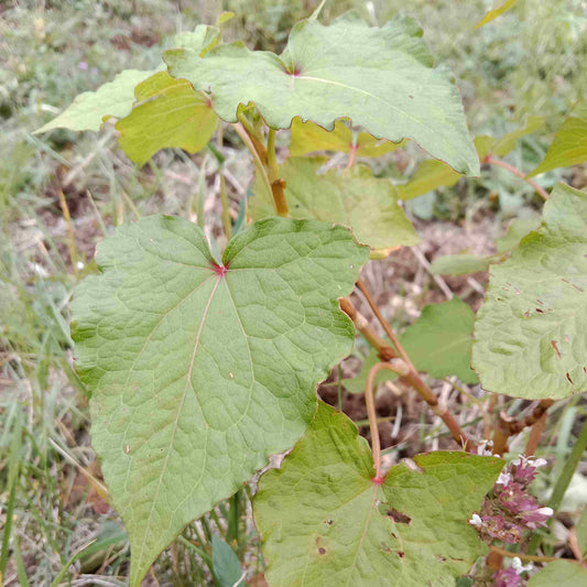 Lot 5 légumes 'épinards'