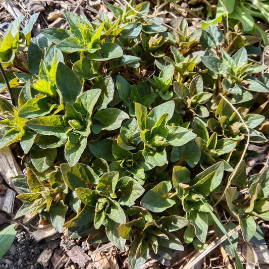 Epinard grimpant du Caucase