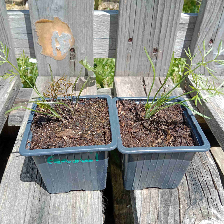 Fenouil bronze et vert