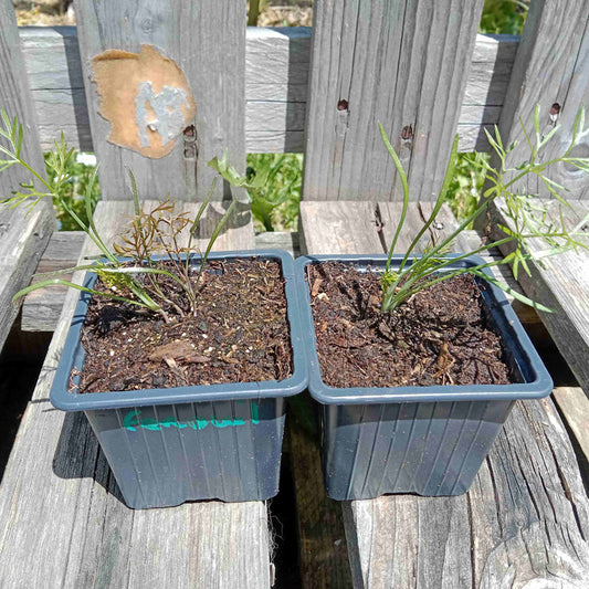 Fenouil bronze et vert