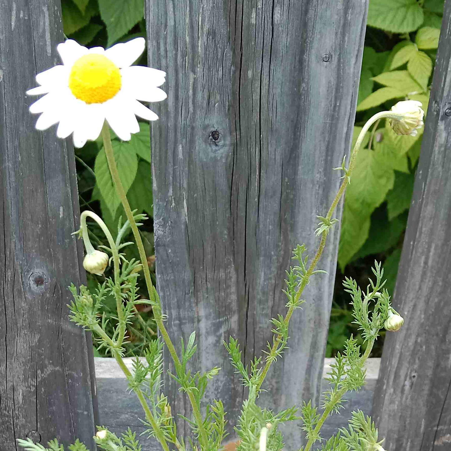 Camomille romaine à fleurs simples