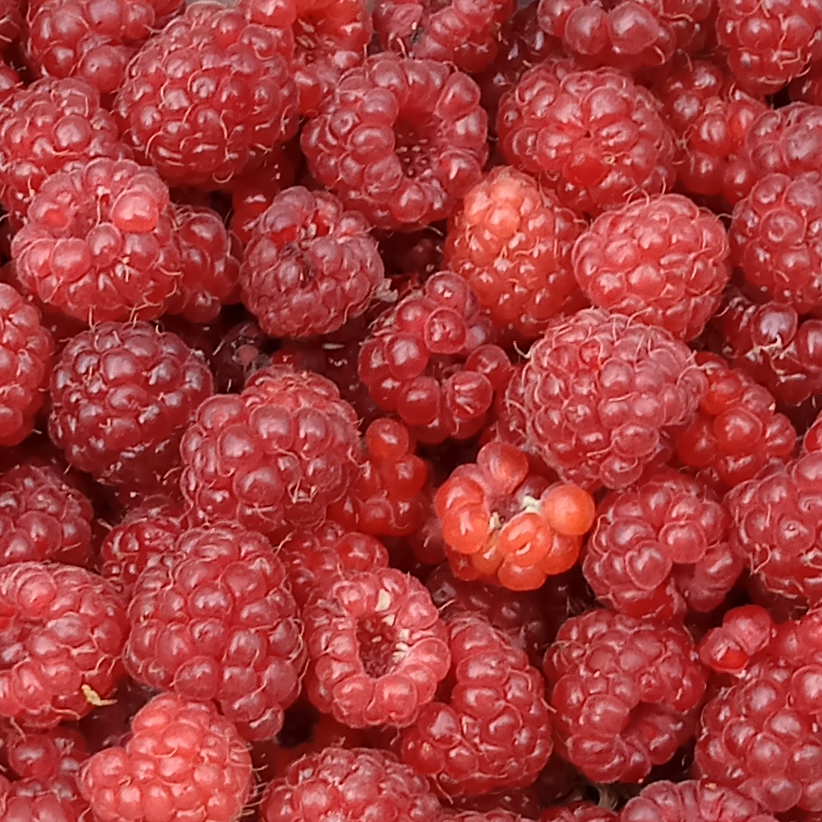 Framboisier rouge remontant