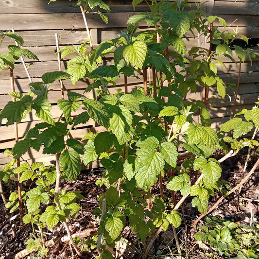 Framboisier rouge remontant