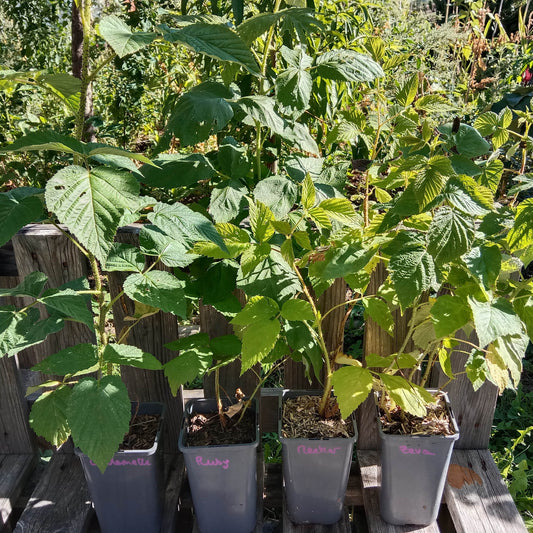 Framboisier rouge non remontant