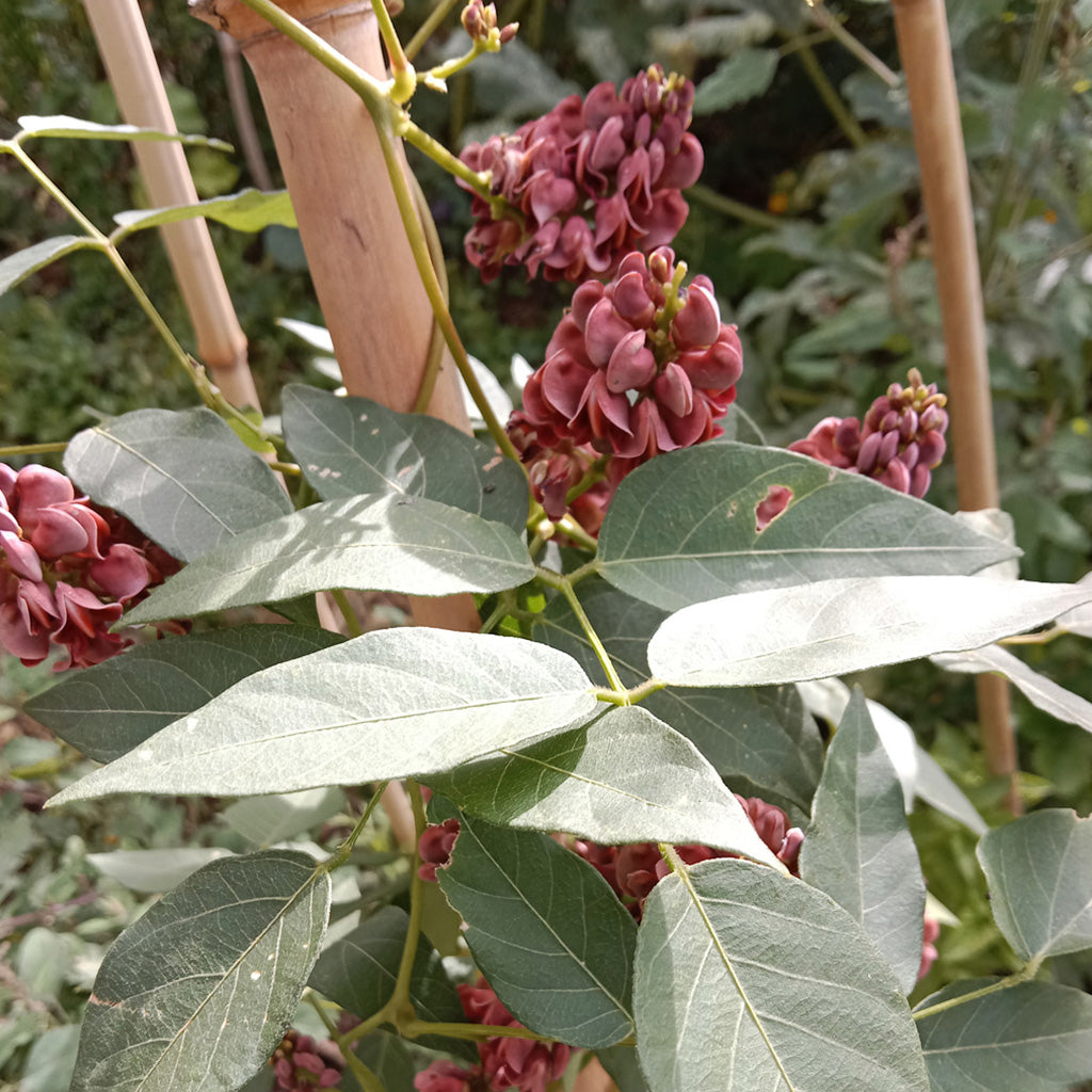 Glycine tubéreuse