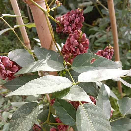 Glycine tubéreuse