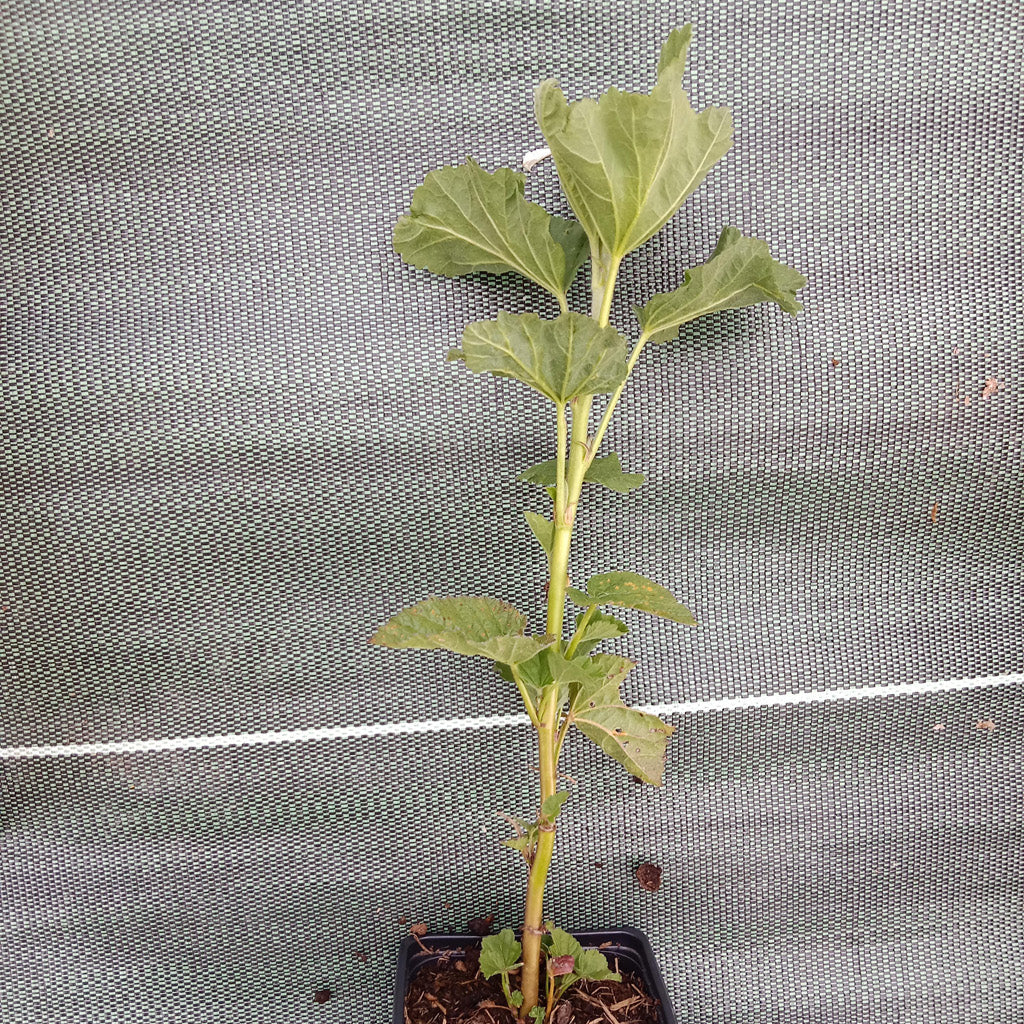 Guimauve officinale