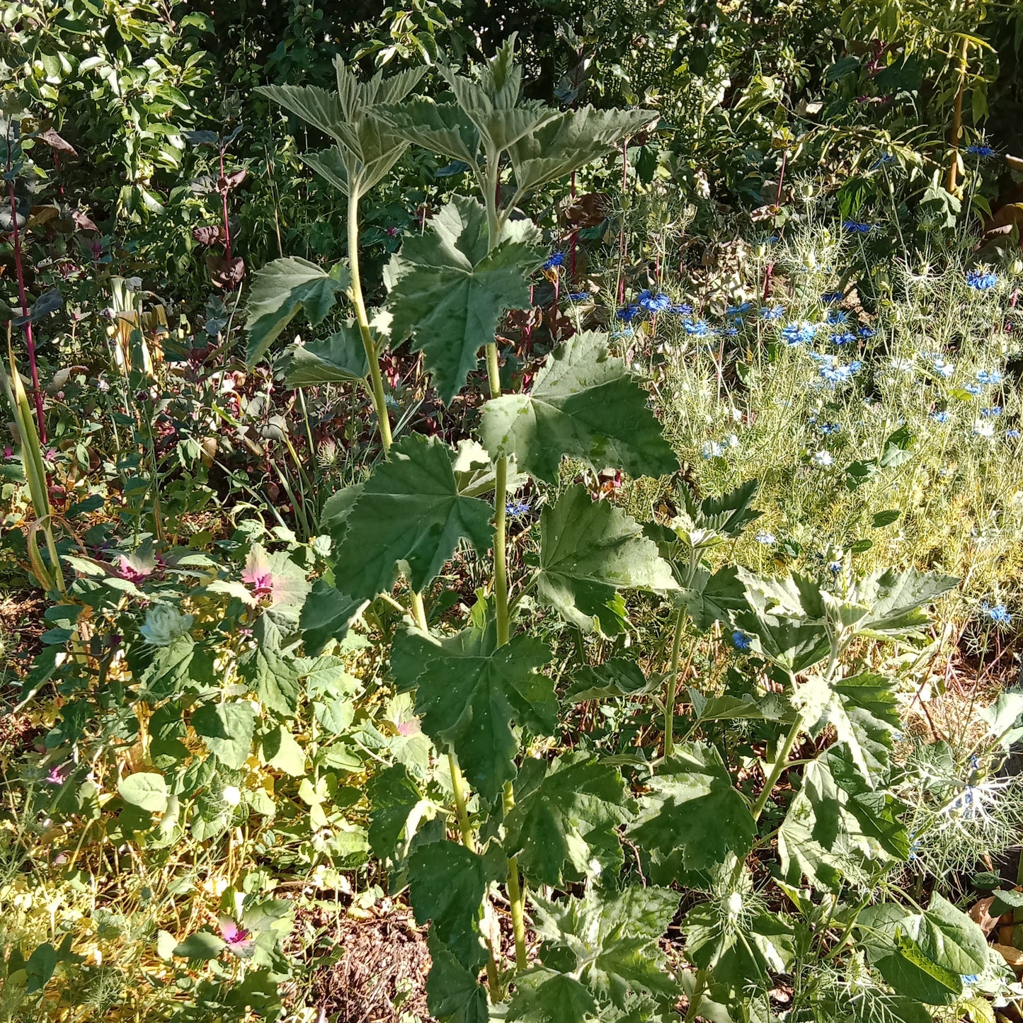 Guimauve officinale