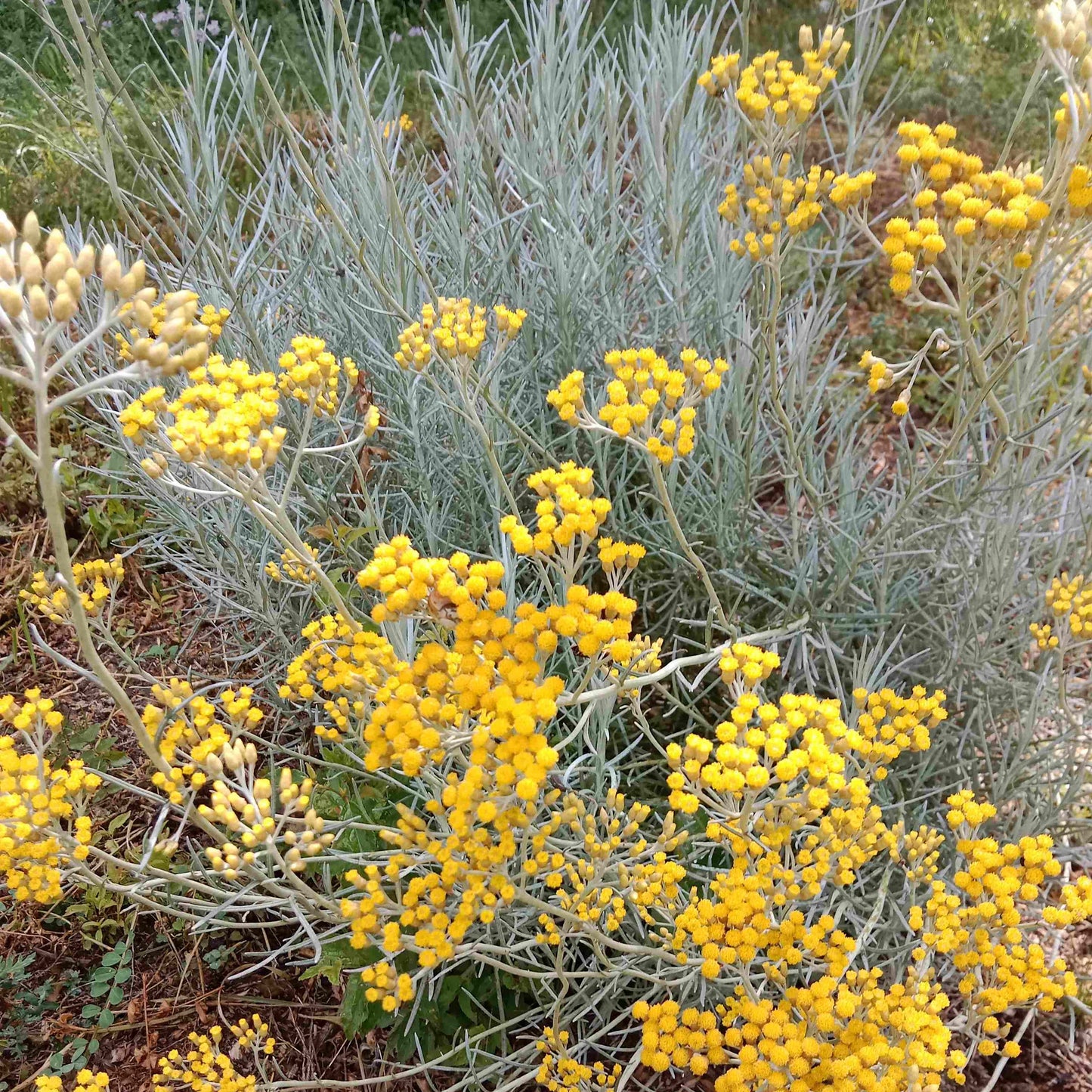 Hélichryse italienne