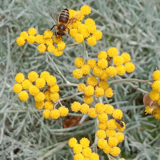 Hélichryse italienne