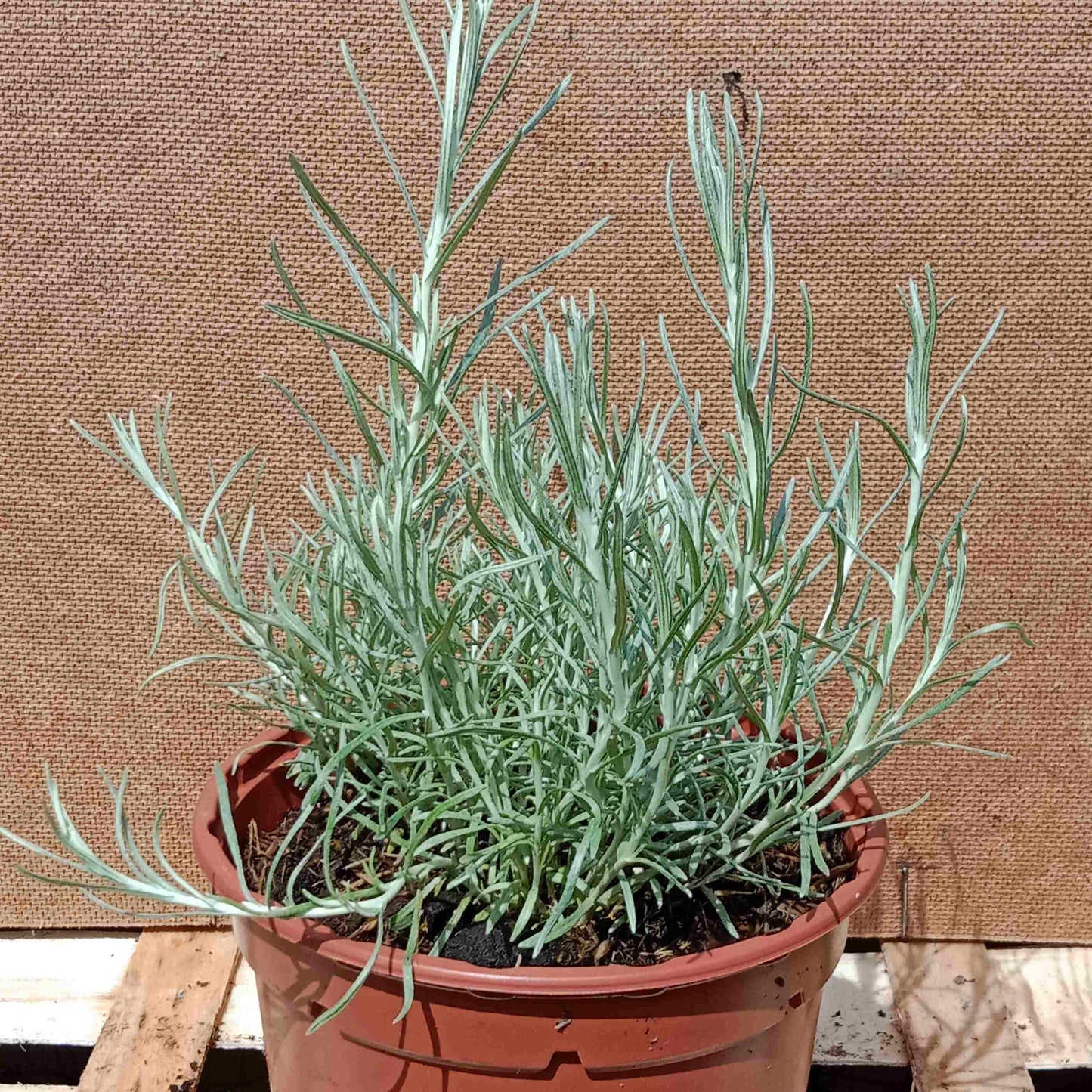 Hélichryse italienne