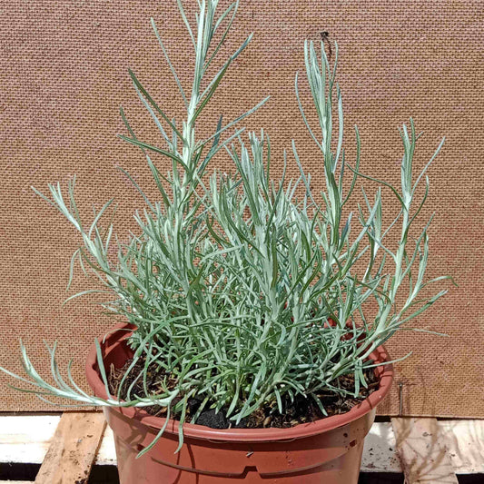 Hélichryse italienne