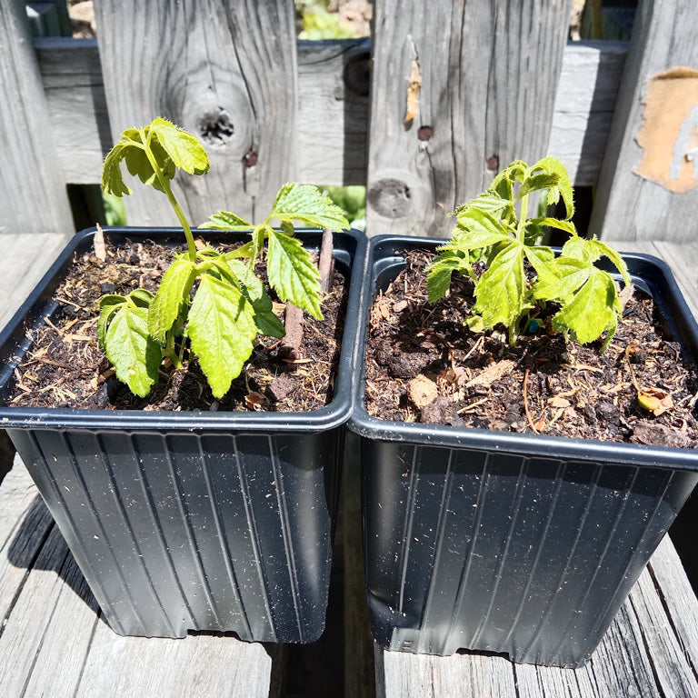 Herbe de l'immortalité - Jiaogulan