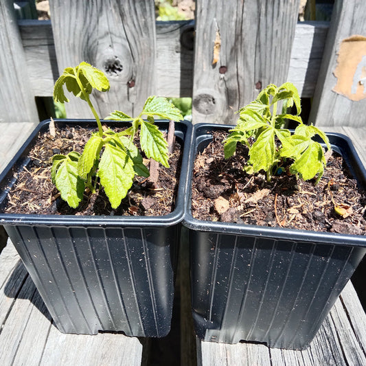 Herbe de l'immortalité - Jiaogulan