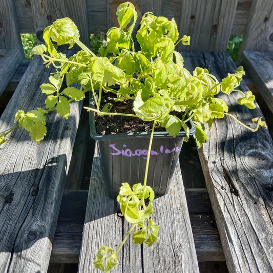 Herbe de l'immortalité - Jiaogulan