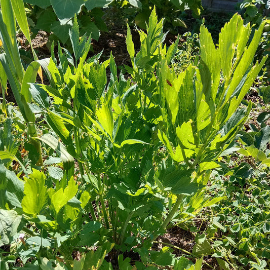 Livèche - Ache des montagnes