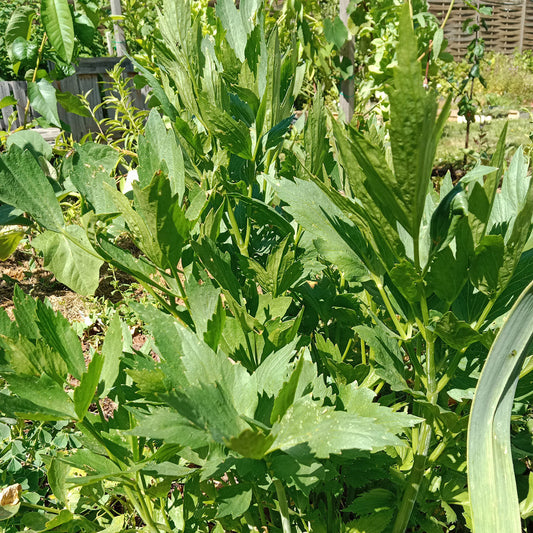 Livèche - Ache des montagnes