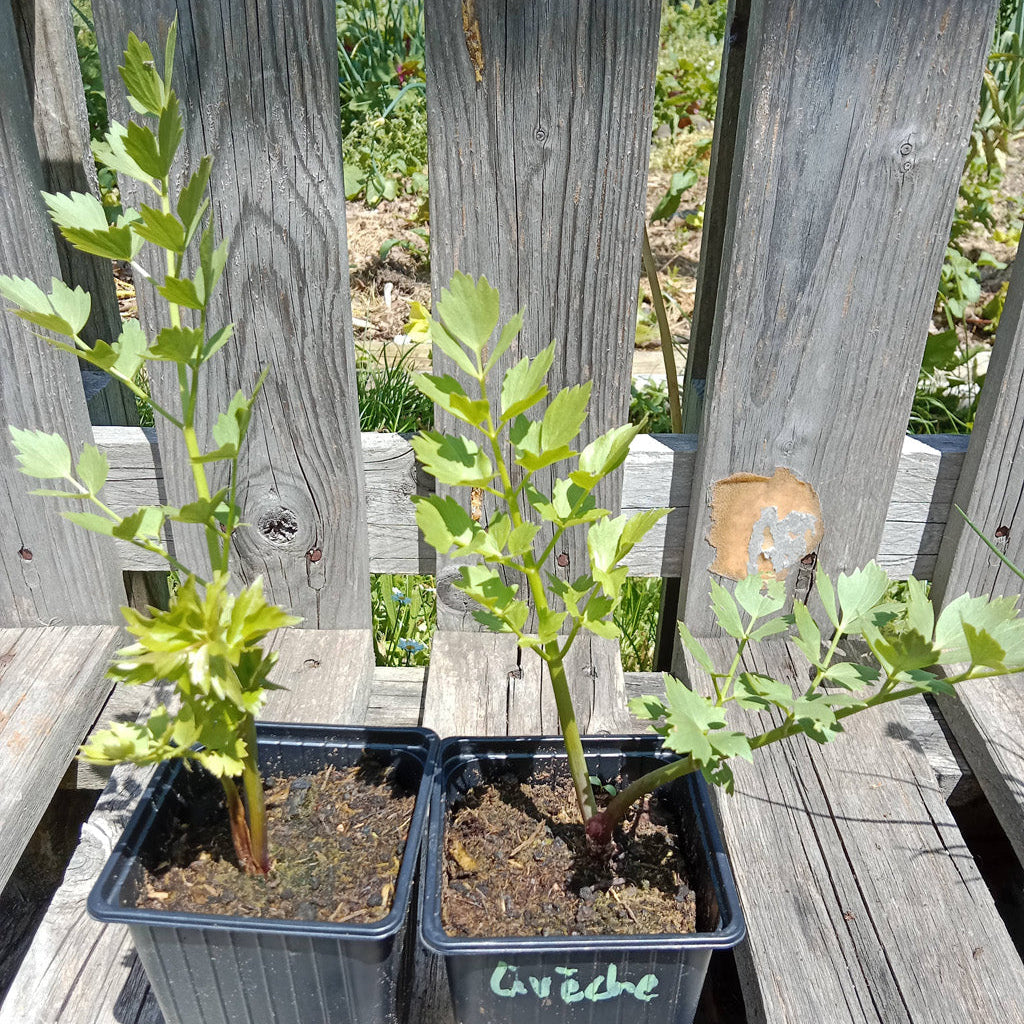 Livèche - Ache des montagnes