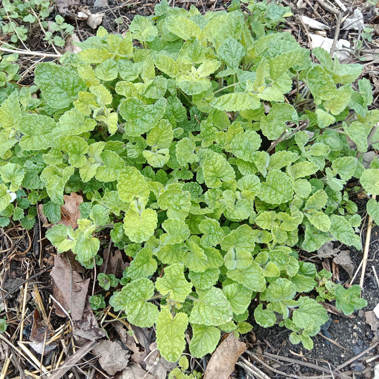 Mélisse mandarine
