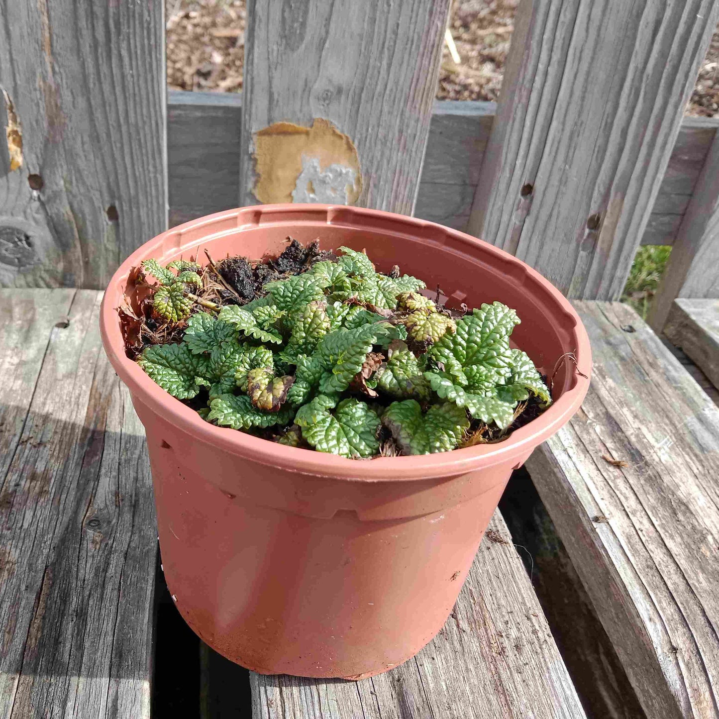 Mélisse citronnelle